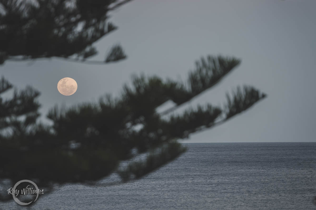 Manly Beachside Wedding (28)